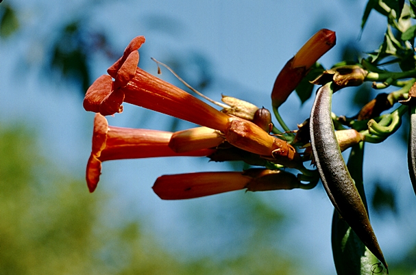 {Campsis radicans}